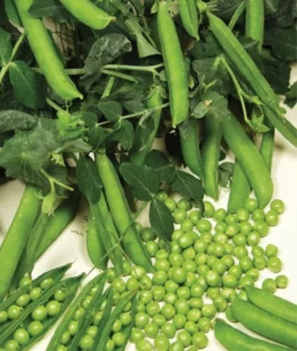 Pea Protein: The Green Gem in the World of Protein Supplements