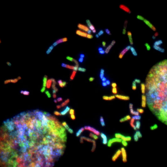 The Impact of Genetics on Longevity