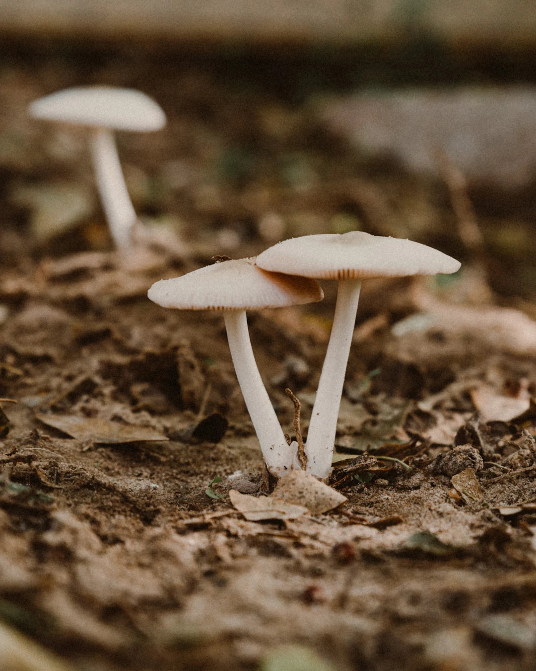 Unlocking Longevity The Role of Environmental Factors