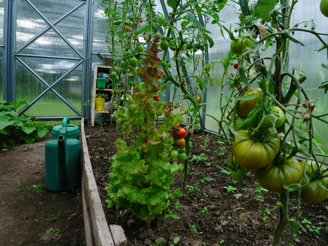 Sustainable Living for a Healthy Future