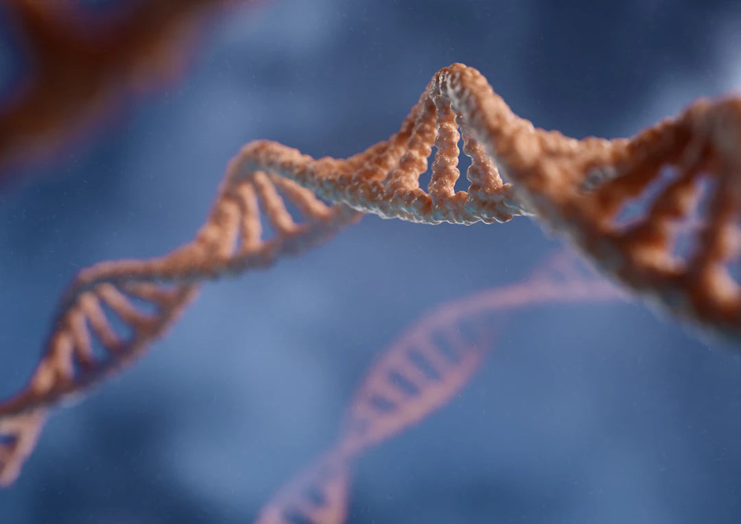 The Intersection of Genetics and Longevity