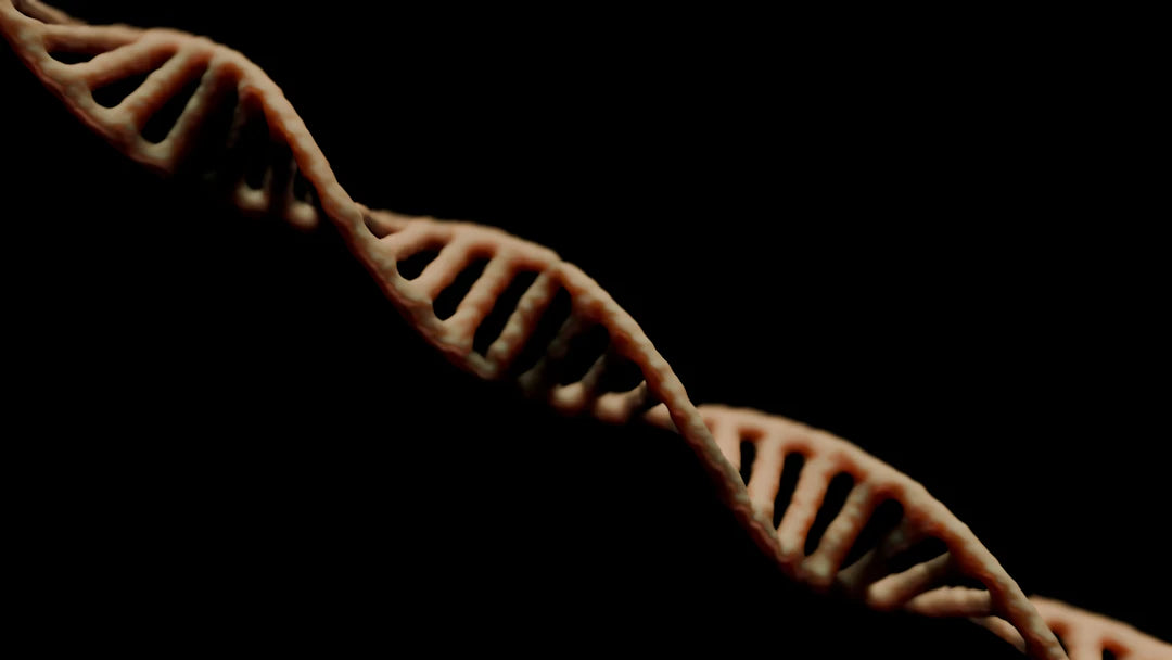 How Genetics Play a Role in Our Lifespan