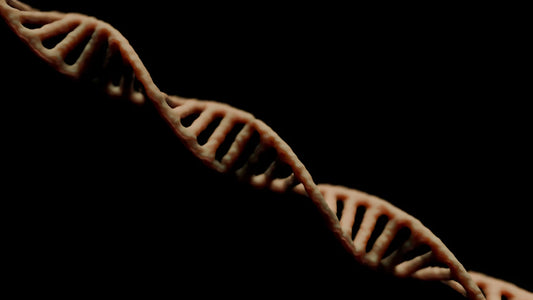 How Genetics Play a Role in Our Lifespan