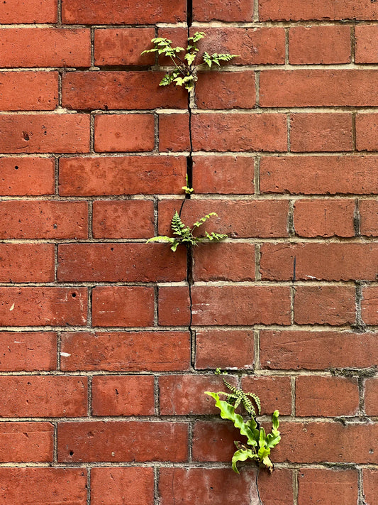 Building Resilience A Key to Lifespan Extension